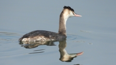 DSCN4292：カンムリカイツブリ