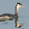 DSCN4292：カンムリカイツブリ