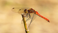 P2320214：アキアカネ（オス）