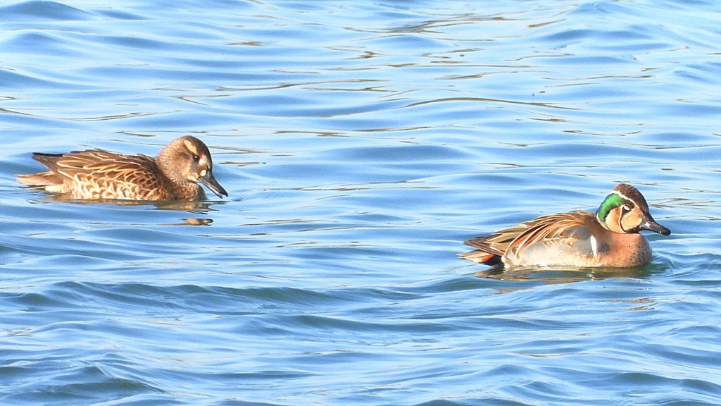 DSCN1144：トモエガモ