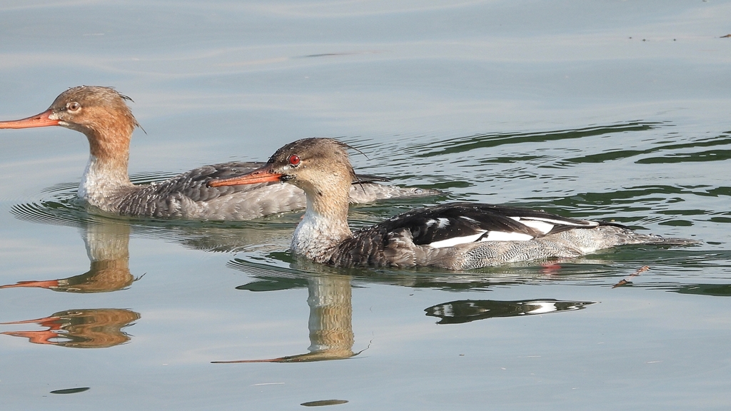 DSCN4566：ウミアイサ