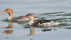 DSCN4566：ウミアイサ