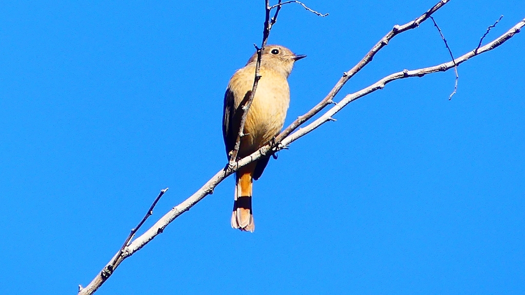 P2400419：ジョウビタキ（メス）