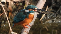 DSCN0650：カワセミ（オス）