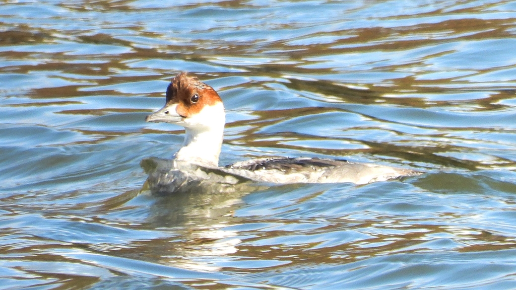 DSCN0146：ミコアイサ（メス）