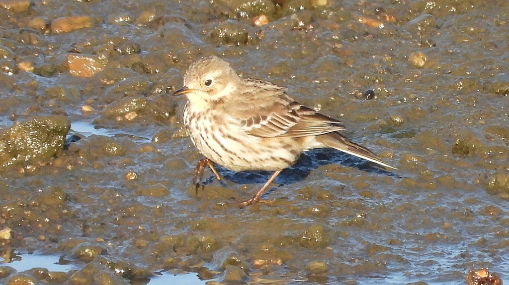 DSCN6494：タヒバリ