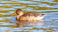 P2370462：ハシビロガモ（メス）