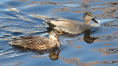 DSCN9792：オカヨシガモ