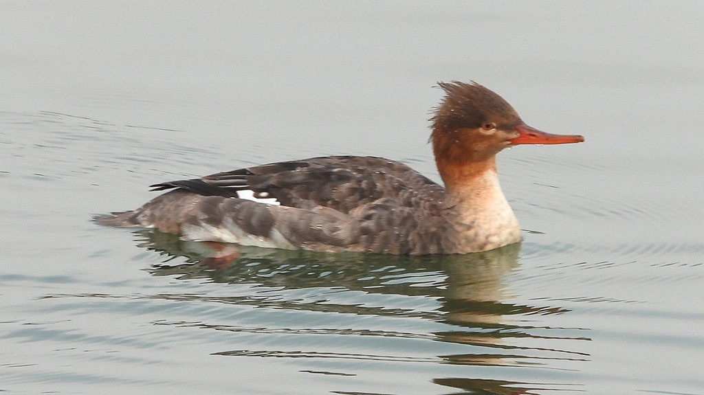 DSCN7276：ウミアイサ