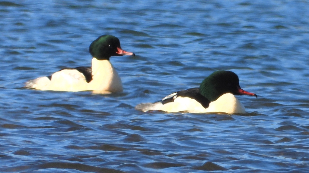 DSCN5831：カワアイサ