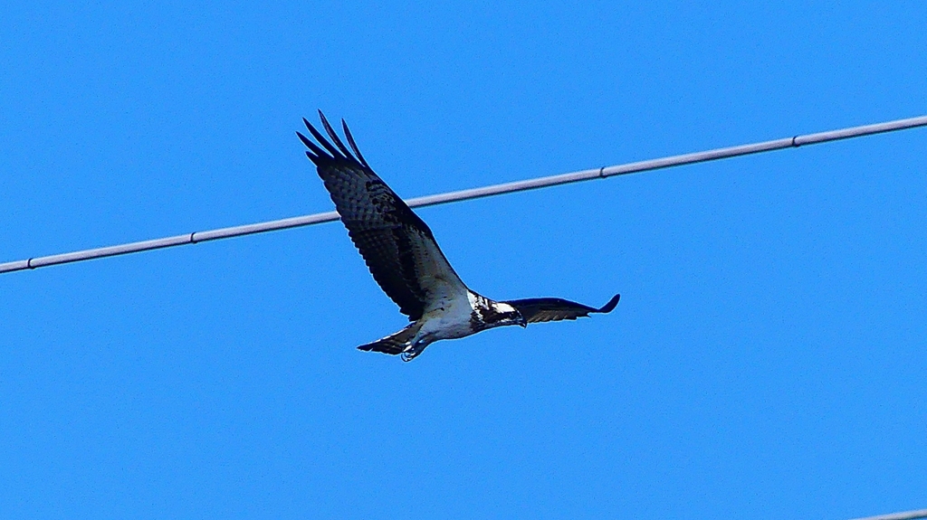 P2270443：飛ぶミサゴ