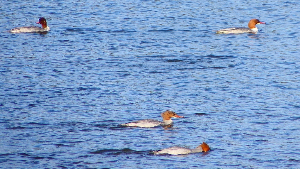 P2390139カワアイサ