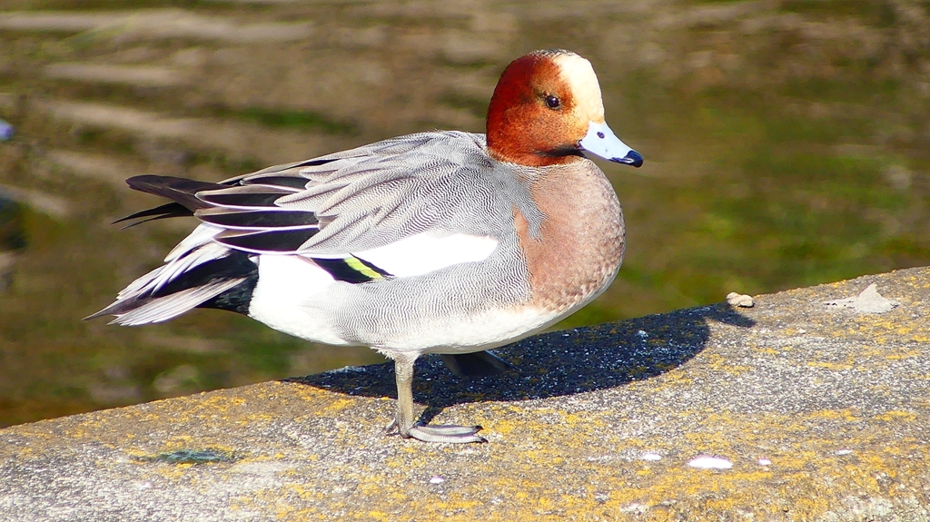 P2390484：ヒドリガモ（オス）