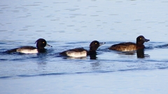 P2360541：キンクロハジロ