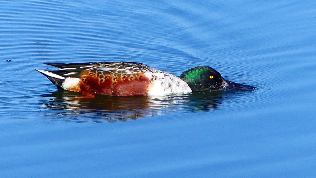 P2360097：ハシビロガモ