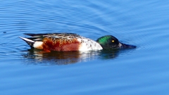 P2360097：ハシビロガモ