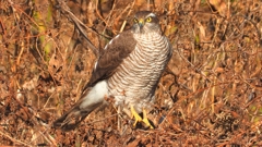 DSCN5521：ハイタカ