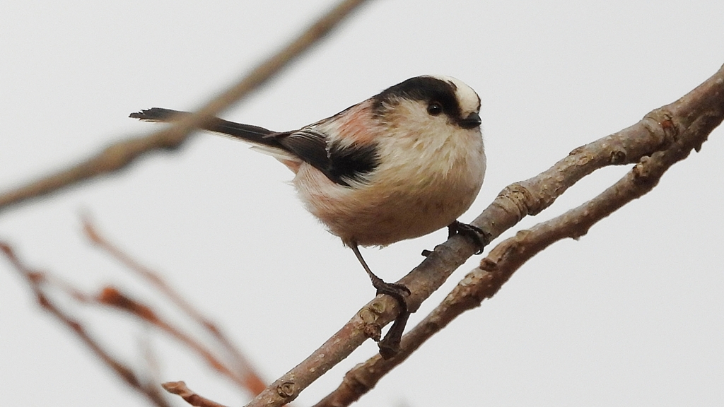 DSCN8558：エナガ