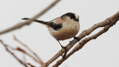 DSCN8558：エナガ