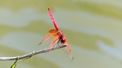 P2300763：ベニトンボ（オス）