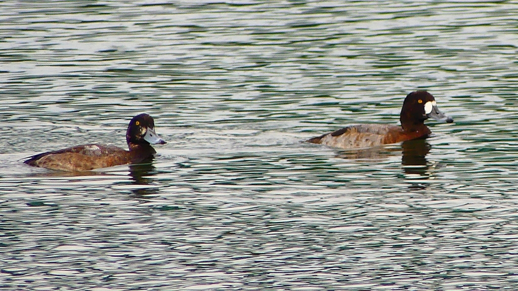 P2350504：スズガモ