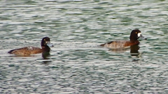 P2350504：スズガモ