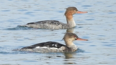 DSCN4496：ウミアイサ