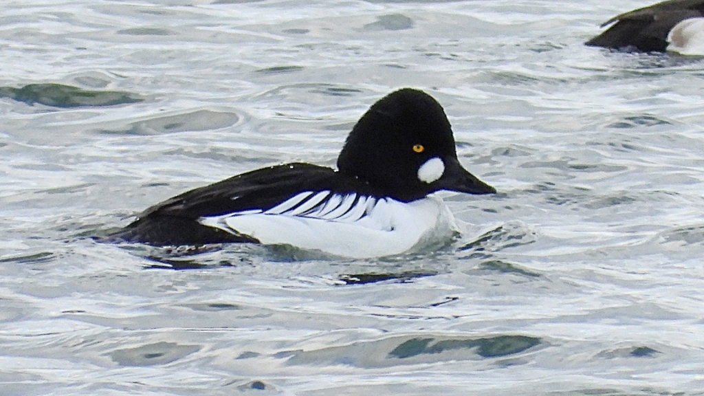 DSCN2053：ホオジロガモ（オス）