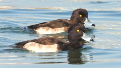 DSCN4162：キンクロハジロ（オス）