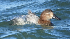 DSCN1017：ホシハジロ（メス）