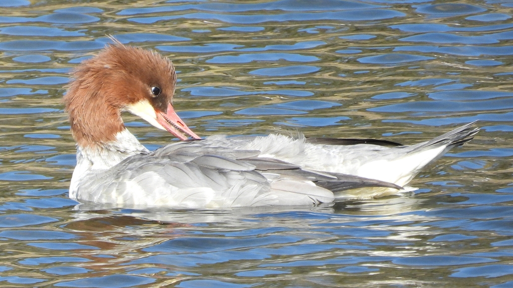 DSCN1481：カワアイサ（メス）