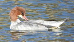 DSCN1481：カワアイサ（メス）