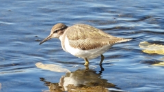 DSCN1186：イソシギ