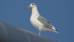 DSCN4316：セグロカモメ