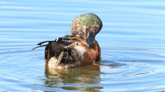 DSCN6033：ハシビロガモ