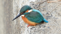 DSCN0560：カワセミ（オス）