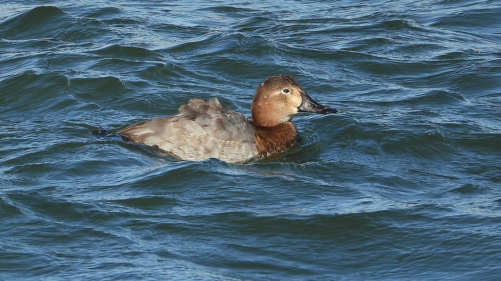 DSCN1026：ホシハジロ（メス）