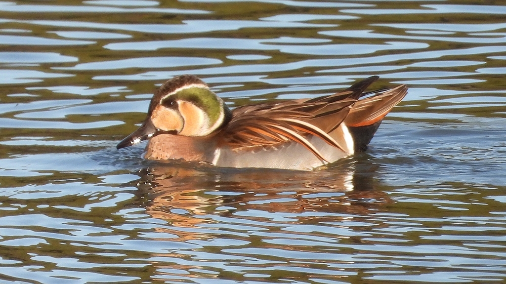 DSCN7825：トモエガモ（オス）