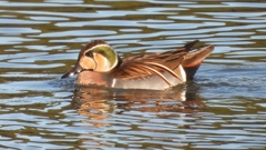 DSCN7825：トモエガモ（オス）