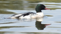 DSCN3119：カワアイサ（オス）