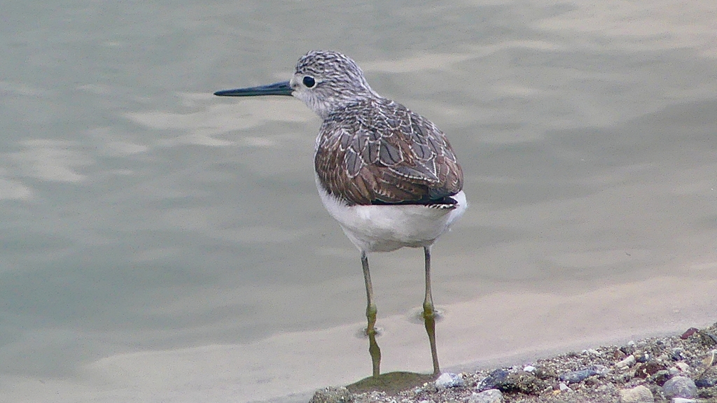 P2400888：アオアシシギ