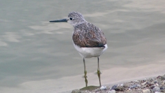 P2400888：アオアシシギ