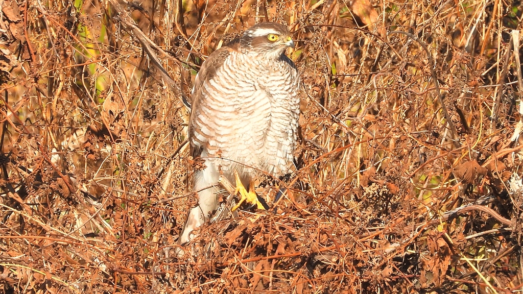 DSCN5509：ハイタカ