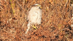 DSCN5509：ハイタカ