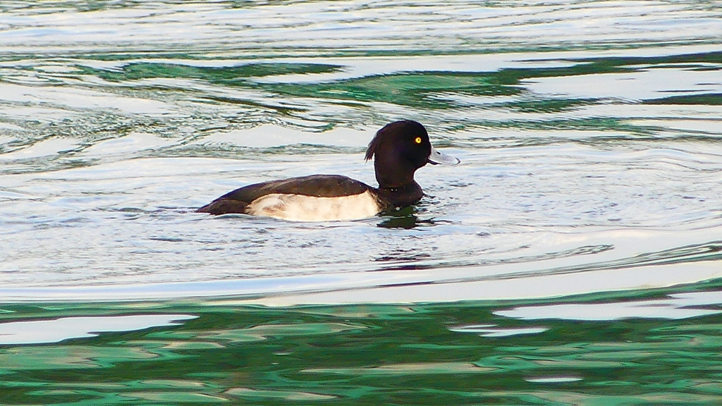 P2350375：キンクロハジロ