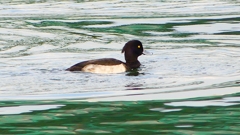 P2350375：キンクロハジロ