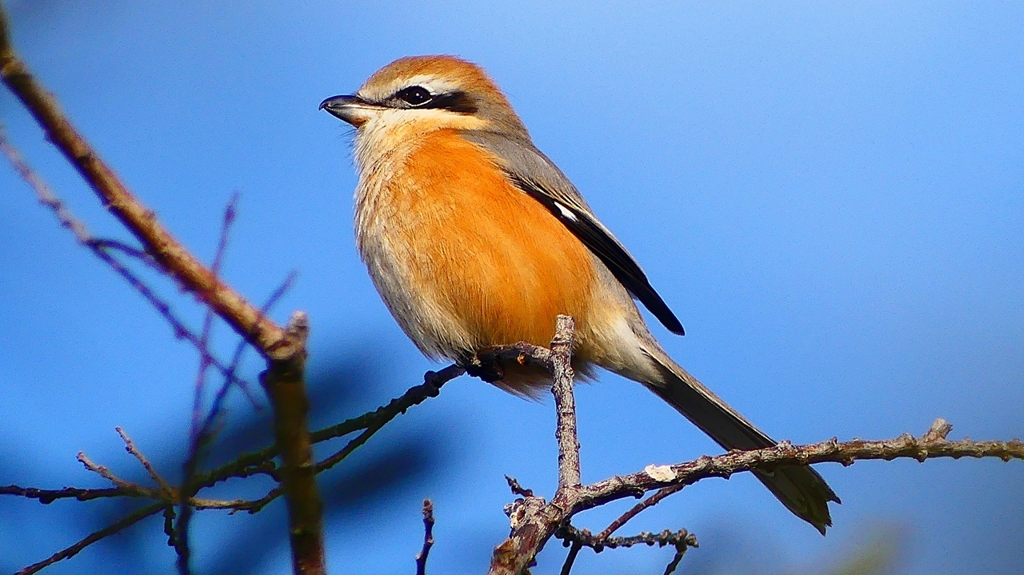 P2360626：モズ（オス）