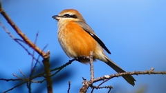 P2360626：モズ（オス）