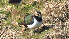 DSCN6643：タゲリ