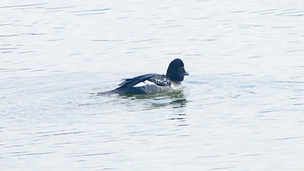 P2400781：ホオジロガモ（メス）